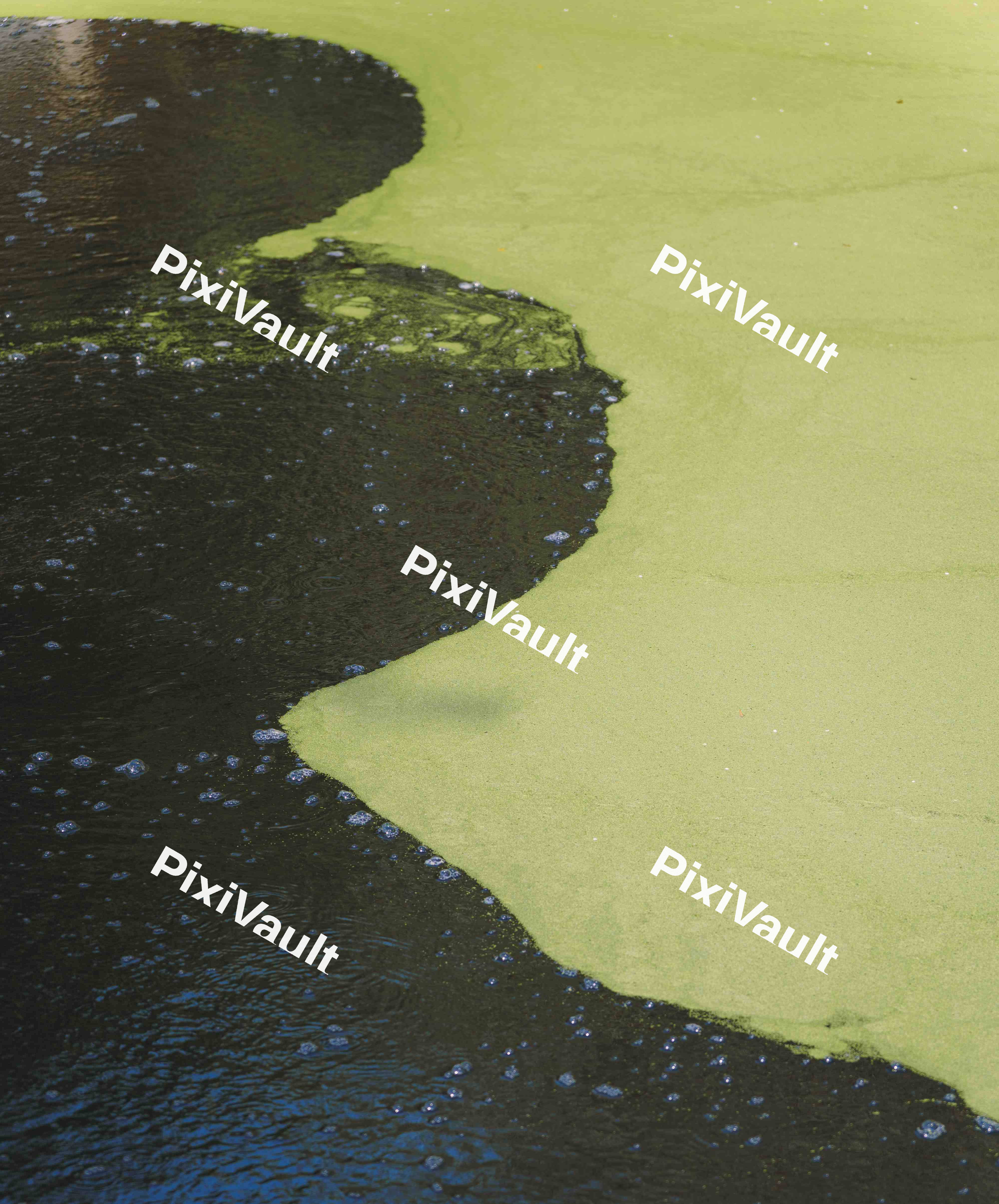 Algae
